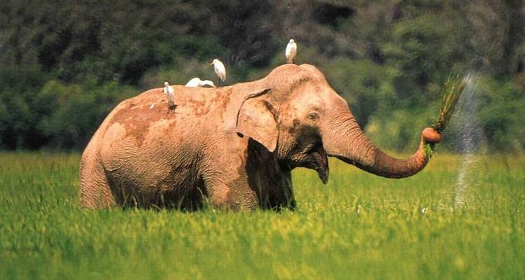 Les incontournables du Sri Lanka - Passage Holidays 9