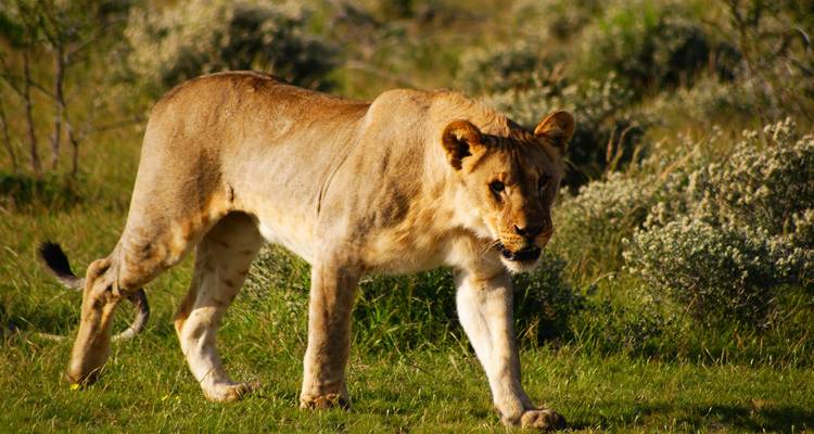 3 Day Etosha Express Lodge Safari * DEPARTING TUESDAY - World Adventure Tours 3