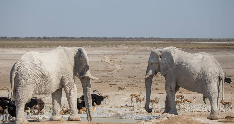 3 Day Etosha Express Lodge Safari * DEPARTING TUESDAY - World Adventure Tours 4