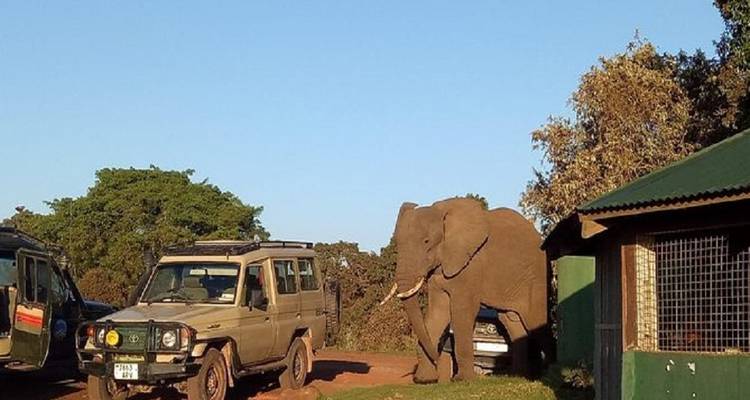 Circuito definitivo de 12 días a Kenia y Tanzania: safari en Serengeti y Masai Mara. - Africa Natural Tours 1