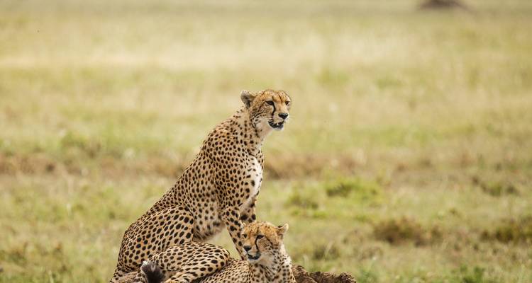 Inolvidable safari de 10 días por Kenia y Tanzania. - Shiri Adventures 7