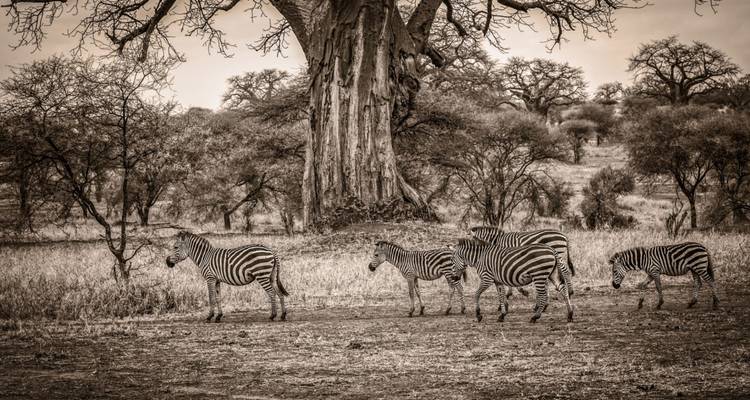 Unforgettable 9 Days Safari Kenya & Tanzania. - Shiri Adventures 1