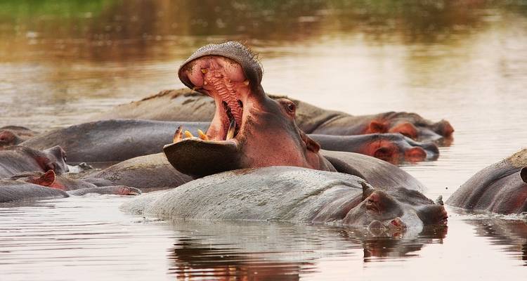 Unforgettable 9 Days Safari Kenya & Tanzania. - Shiri Adventures 2
