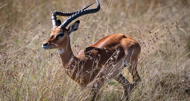 Unforgettable 9 Days Safari Kenya & Tanzania. - Shiri Adventures 4