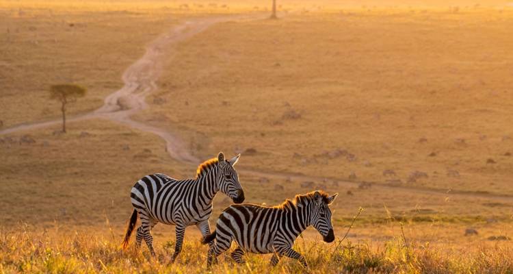 L'ultime odyssée de l'Afrique de l'Est : Une aventure safari de 14 jours à travers la Tanzanie, le Kenya et Zanzibar - Shiri Adventures 1