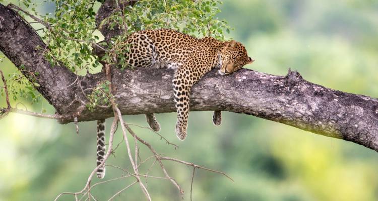 L'ultime odyssée de l'Afrique de l'Est : Une aventure safari de 14 jours à travers la Tanzanie, le Kenya et Zanzibar - Shiri Adventures 2