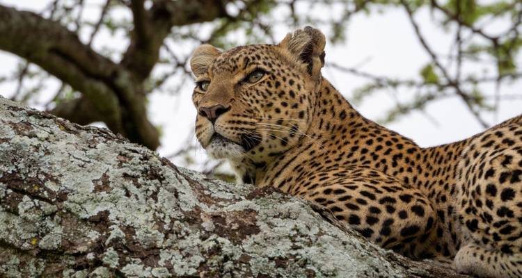 L'ultime odyssée de l'Afrique de l'Est : Une aventure safari de 14 jours à travers la Tanzanie, le Kenya et Zanzibar - Shiri Adventures 3