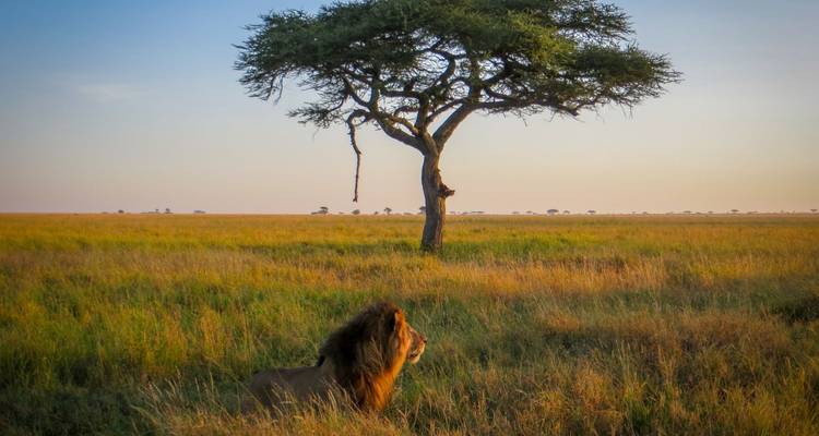 L'ultime odyssée de l'Afrique de l'Est : Une aventure safari de 14 jours à travers la Tanzanie, le Kenya et Zanzibar - Shiri Adventures 4