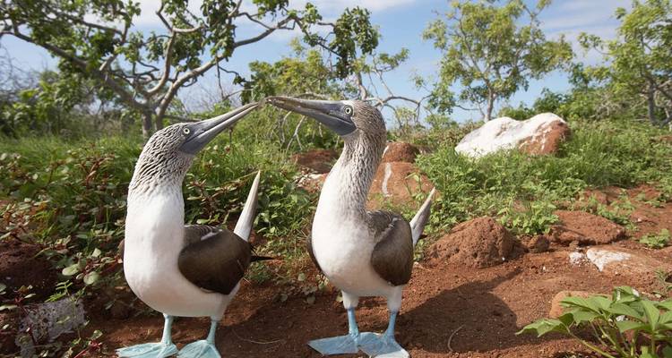 Deux fous à pieds bleus sur un îlot rocheux et verdoyant.
