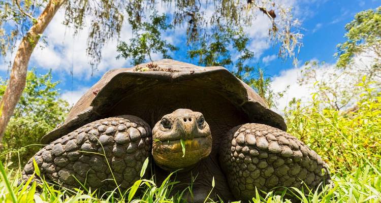Nahaufnahme einer Riesenschildkröte in natürlicher Umgebung.
