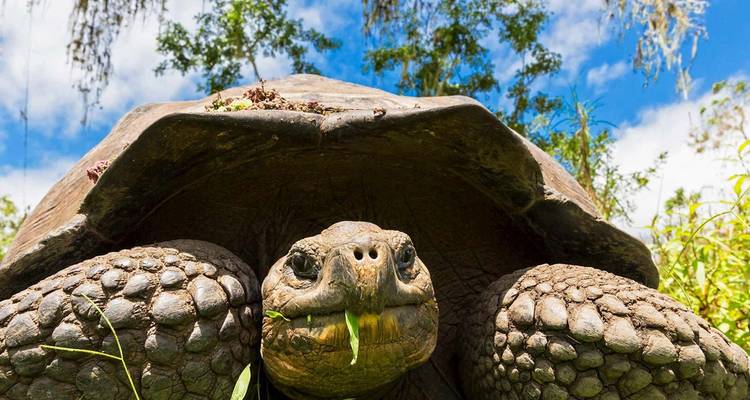 Gros plan en contre-plongée d'une tortue géante des Galápagos mâchant de la végétation verte sur fond de ciel bleu.
