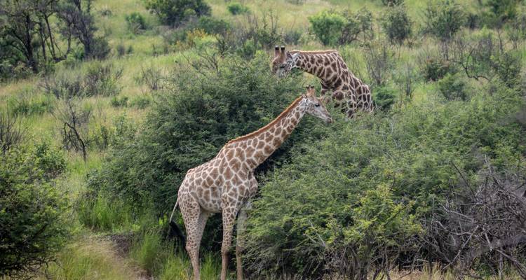 Join Our Extraordinary 10-Day Kenya & Tanzania Budget Safari: Start from Nairobi at Affordable Price 2024-2025 - Africa Natural Tours 4
