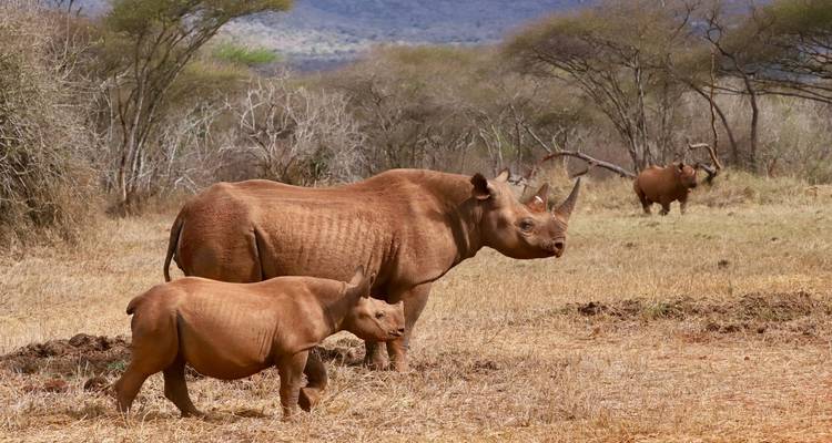 Mejor Safari Económico de 9 Días en Kenia y Tanzania, África: Salir de Nairobi al Precio Más Bajo 2025-2026 - Africa Natural Tours 4
