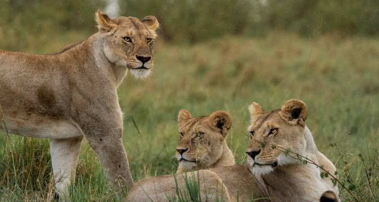 El Safari Definitivo de 8 Días por Kenia y Tanzania: Comienza en Nairobi (Kenia) y termina en Arusha (Tanzania) - Africa Natural Tours 1