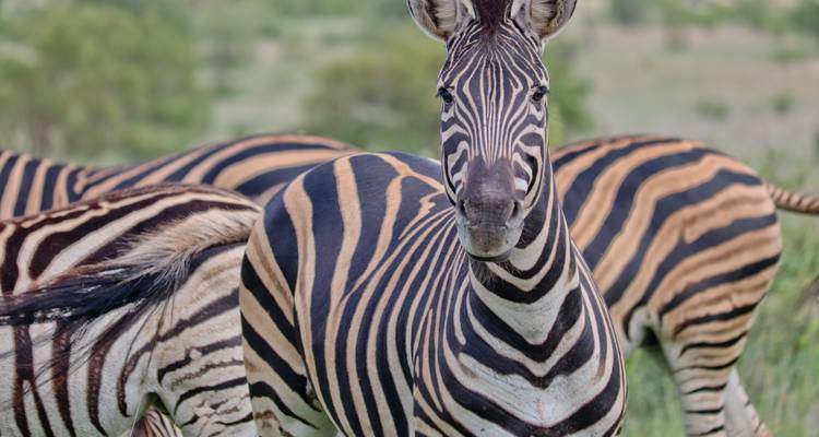 El Safari Definitivo de 8 Días por Kenia y Tanzania: Comienza en Nairobi (Kenia) y termina en Arusha (Tanzania) - Africa Natural Tours 2