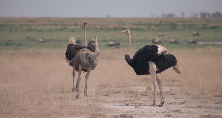 El Safari Definitivo de 8 Días por Kenia y Tanzania: Comienza en Nairobi (Kenia) y termina en Arusha (Tanzania) - Africa Natural Tours 7