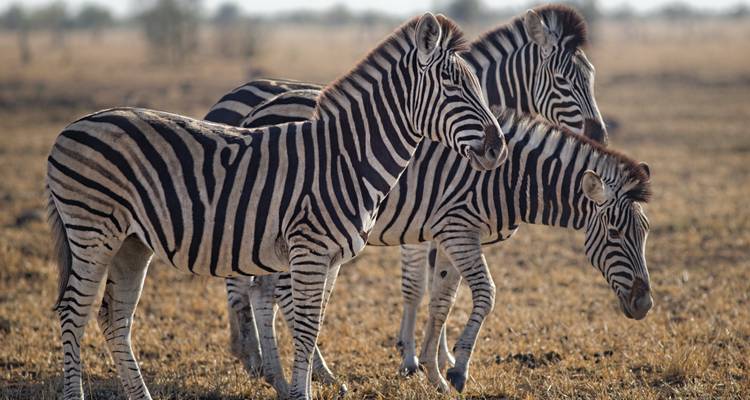 El Safari Definitivo de 8 Días por Kenia y Tanzania: Comienza en Nairobi (Kenia) y termina en Arusha (Tanzania) - Africa Natural Tours 9