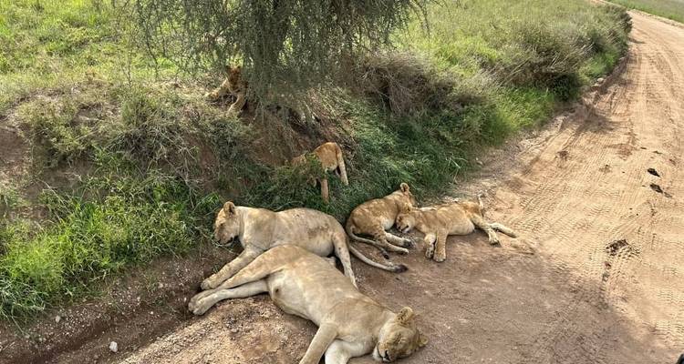 7 Days Luxury Tanzania national parks safari. - Viola tours & travel 3