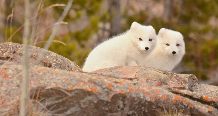 Randonnée, faune, sources d'eau chaude et aurores boréales dans le Yukon depuis Vancouver - Landsby 4