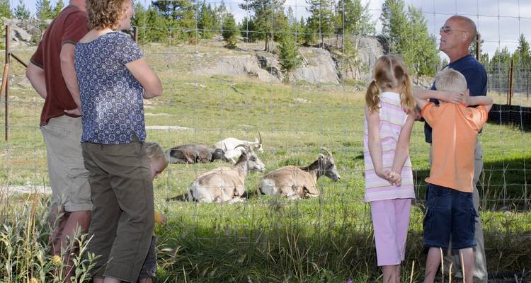 Randonnée, faune, sources d'eau chaude et aurores boréales dans le Yukon depuis Vancouver - Landsby 6