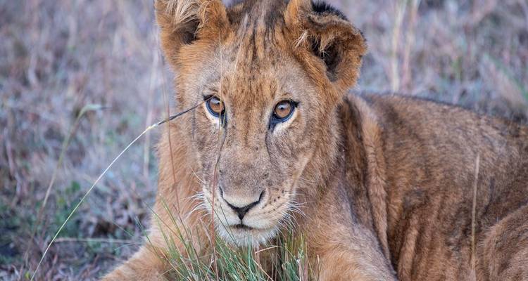 Nahaufnahme eines jungen Löwen, der im Gras liegt.