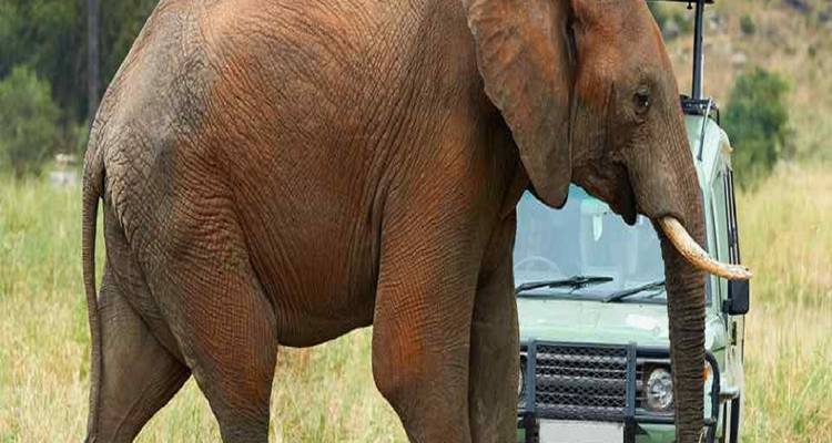 Ein Elefant, der an einem Safari-Fahrzeug in einer grasbewachsenen Ebene vorbeigeht.