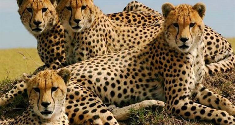 Gruppe von Geparden, die auf einem kleinen Hügel in einer Savanne liegen.