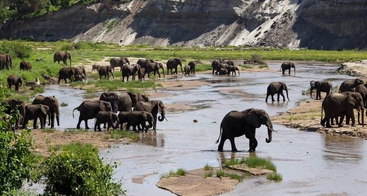 Discover The Best Of The Best  5-Day Tanzania  Budget Safari 2025-2026 From Arusha - Africa Natural Tours 4