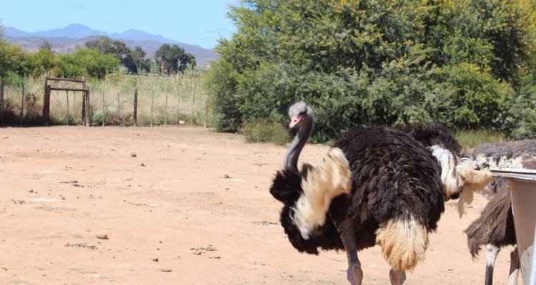 8 Day | Garden Route Adventures Coast to Coast - Timeline Travel DMC 8