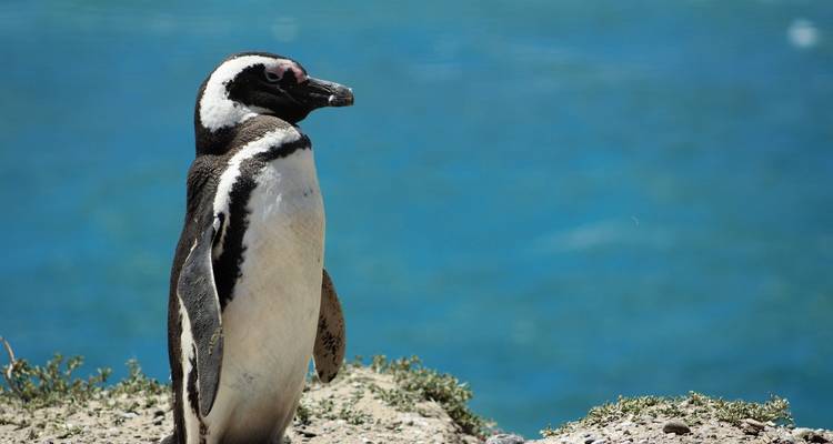 Patagonian Wonders  Expedition 10 Day/9Nights - Across Caribbean Excursions  7