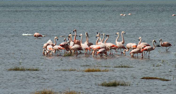 Patagonian Wonders  Expedition 10 Day/9Nights - Across Caribbean Excursions  9