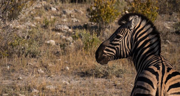 Etosha, Côte des Squelettes et Sossusvlei - Safari en camping et en lodge de 9 jours * DÉPART LE SAMEDI - World Adventure Tours 9