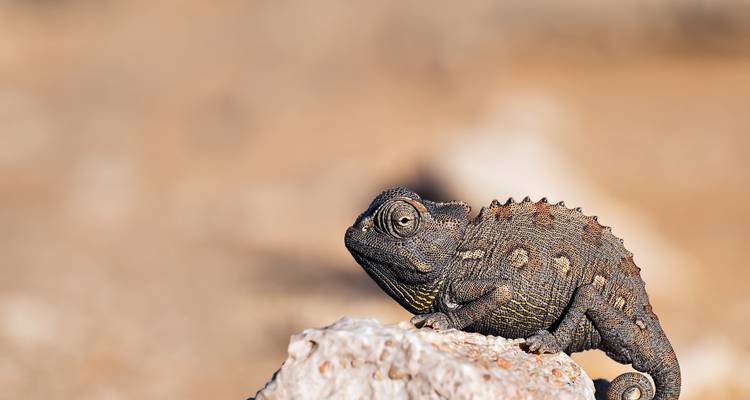 Etosha, Côte des Squelettes et Sossusvlei - Safari en camping et en lodge de 9 jours * DÉPART LE SAMEDI - World Adventure Tours 10
