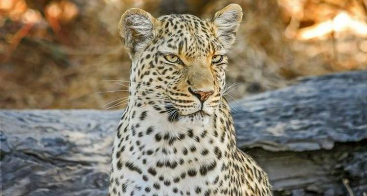 Central Kalahari Game Reserve and Okavango Delta Exploration 7 Days /6Nights - Across Africa Tours & Travel 1