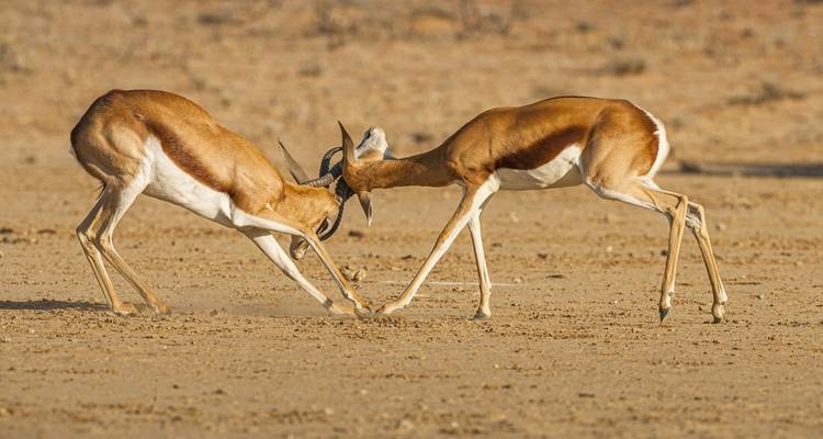 Central Kalahari Game Reserve and Okavango Delta Exploration 7 Days /6Nights - Across Africa Tours & Travel 2