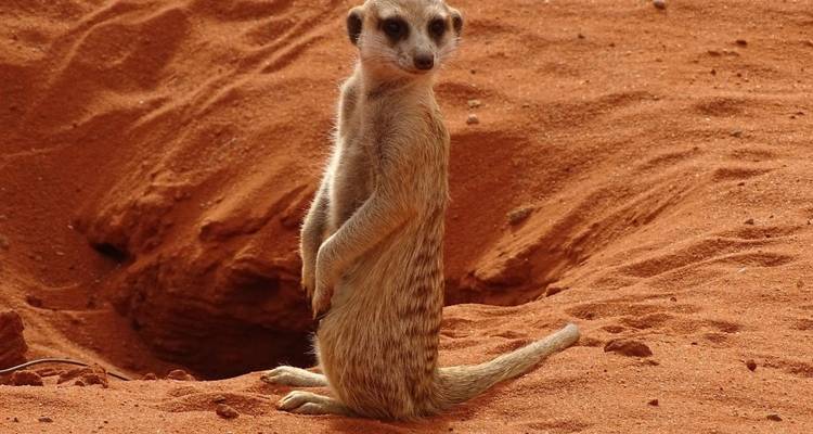 Central Kalahari Game Reserve and Okavango Delta Exploration 7 Days /6Nights - Across Africa Tours & Travel 3
