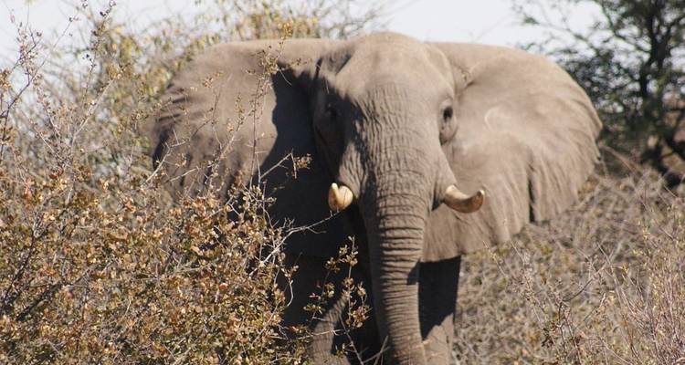Central Kalahari Game Reserve and Okavango Delta Exploration 7 Days /6Nights - Across Africa Tours & Travel 8