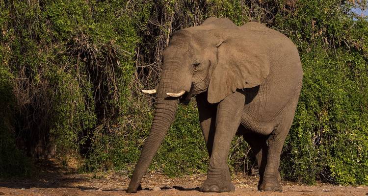 Un elefante parado cerca de vegetación densa.