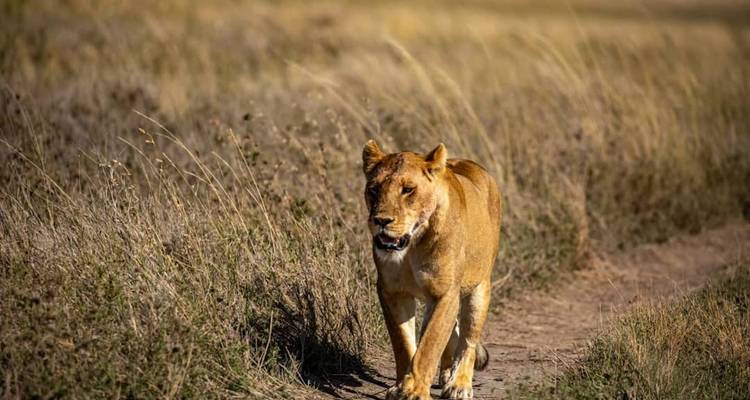 5 jours de migration des grands gnous du Serengeti (rivière Mara) - Kilingeadventures 1