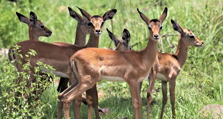 Aventura de Ciudad del Cabo a Kruger 14 días/13 noches - Across Africa Tours & Travel 2