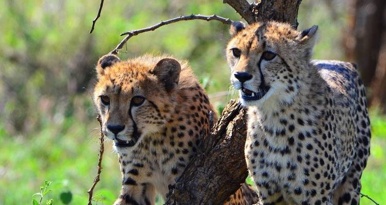 Aventura de Ciudad del Cabo a Kruger 14 días/13 noches - Across Africa Tours & Travel 3