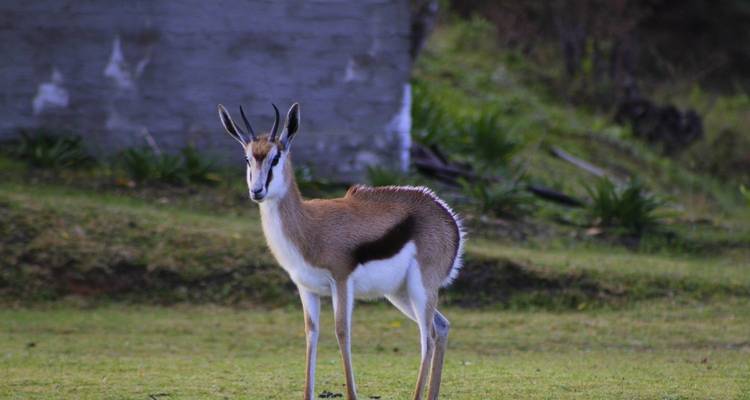 Aventura de Ciudad del Cabo a Kruger 14 días/13 noches - Across Africa Tours & Travel 4