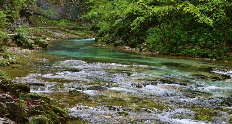 Une rivière tranquille qui coule à travers une zone boisée.