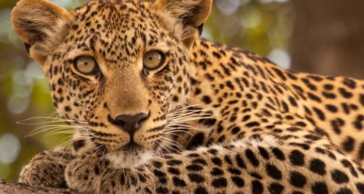 Kruger, Delta, Chobe y Cataratas - 14 días - On The Go Tours 6