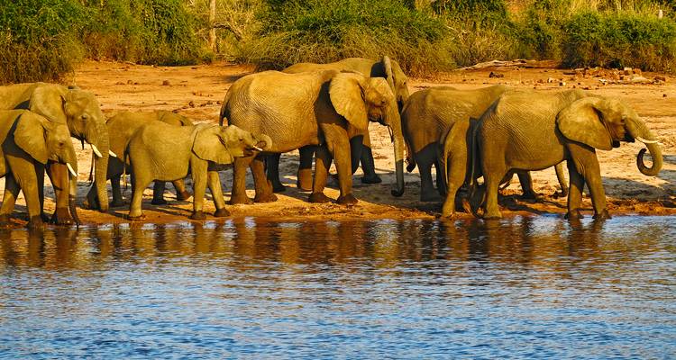 Troupeau d'éléphants s'abreuvant au bord d'une rivière.