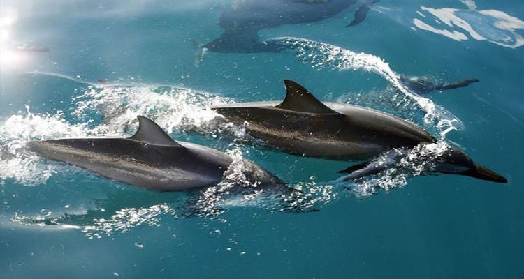 Dolphins swimming in clear blue water.