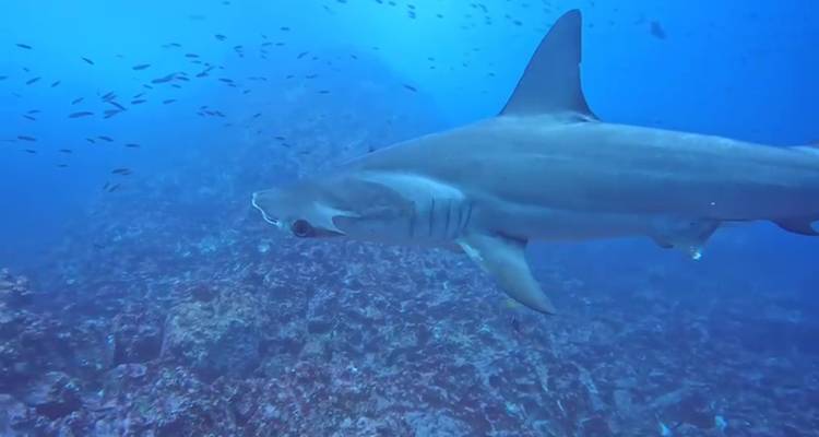 Ruta de los tiburones de Galápagos - Galapagos Path 2