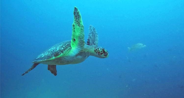 Ruta de los tiburones de Galápagos - Galapagos Path 3