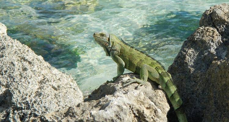 Un iguane vert se reposant sur des rochers avec de l'eau claire en arrière-plan.