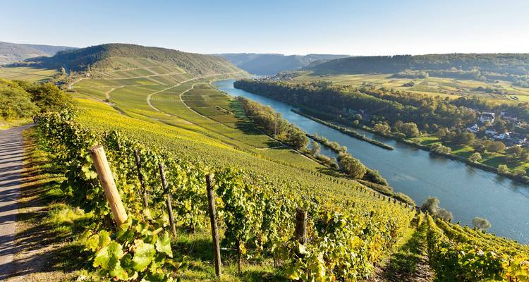 Sweeping view over Moselle Valley vineyards descending to the winding river in bright sunshine